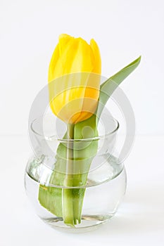 Single yellow tulip in the glass vase, simple concept