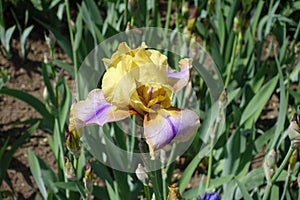 Single yellow and violet flower of bearded iris in May