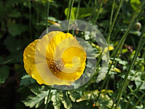 A single yellow welsh poppy in close up against a dark green background of leaves in bright summer sunlight