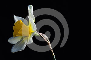 Single yellow wild daffodil flower Narcissus Pseudonarcissus on dark background