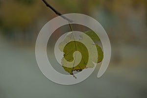 Single yellow withering leaf on a tree