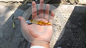 A single yellowish-brown dried leaf rests gently in an open palm, set against a blurred gray background with shadows photo