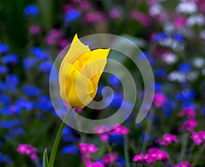 Single yelow tulip