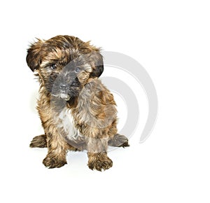 Single Yorkie-Poo Puppy