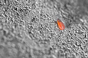 A single young baby fire bug, Pyrrhocoridae, runs over a concrete block