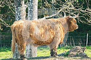 single young brown highland cattle with blurred background