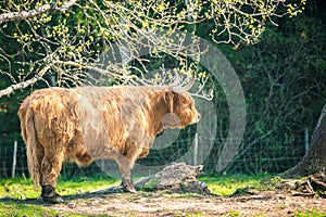 single young brown highland cattle with blurred background