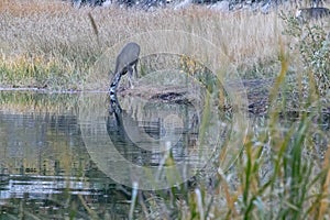 Single young deer reflected in lake while drinking