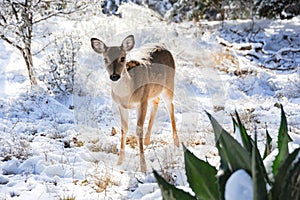 A single young doe in the forest snow looking for food.