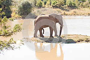 Single young elephant bull standing on small island