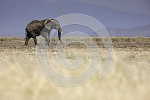 Single young elephant walking across the grasslands of Amboselli National Park, Kenya Africa