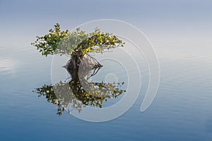 Single young endangered mangrove reflects in calm water