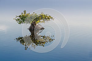 Single young endangered mangrove reflects in calm water photo