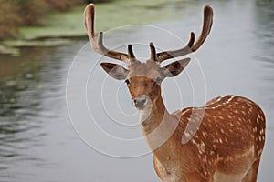 fallow stag deer close up by river