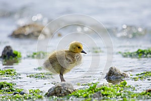 Single young fluffy Canada Goose gosling stands at water`s edge in Cadboro Bay on spring morning photo