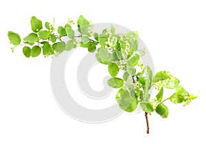 Young green branch with leaf and flowers