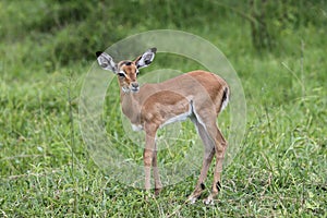 A single young Impala standing on grass