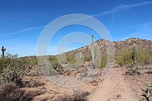 A single, young, male hiker in a mountainous, desert landscape filled with Saguaro and cholla cacti, Palo Verde trees