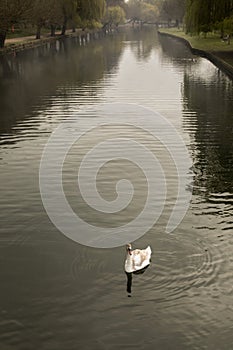 Single young mute swan on river Great Ouse in Bedford, England