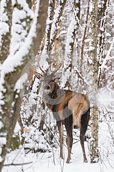 Single Young Noble Red Deer Cervus Elaphus With Beautiful Horns Among Snow-Covered Birch Forest. European Wildlife Landscape Wit