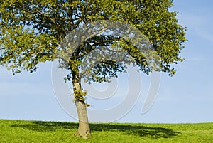 Single young oak tree