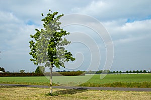 single young oak tree nearby a path in the fields