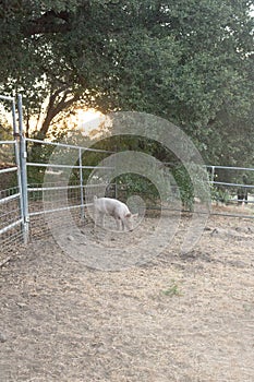 Single young pink domestic cute pig alone with sun setting through oak trees, entire pet pig is visible, vertical format