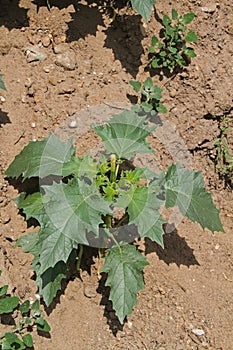 single young poisonous datura plant in the sand