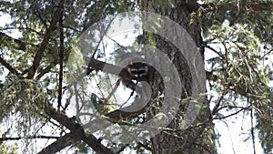 A single young raccoon perched up in a pine tree climbs