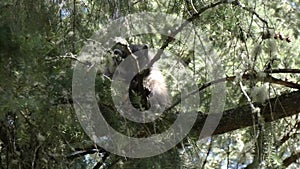 A single young raccoon perched up in a pine tree looking down