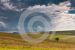 Single young tree on agricultural field, dramatic storm clouds