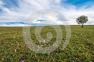 Single ypung tree on green field, pink autumn flowers on the foreground