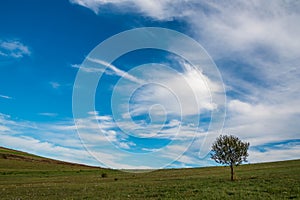 Single ypung tree on green field, pink autumn flowers on the foreground