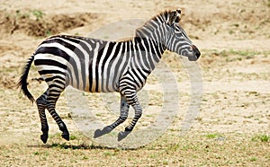 Single zebra (African Equid)