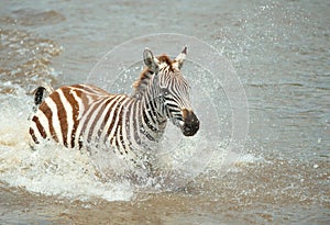 Single zebra (African Equids)