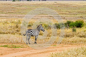 Single zebra in the field in Serengeti National Park