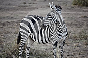 Single Zebra Looking Back, Full Shot, Kenya