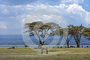 Single Zebra standing , many wildebeests , lake , hill & trees on background