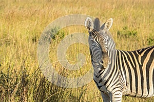 Single zebra standing on right looking at camera