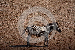 Single zebra standing on the sand.