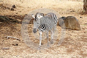 Single zebra walking