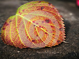 Singlecolorful leaf lying on the ground
