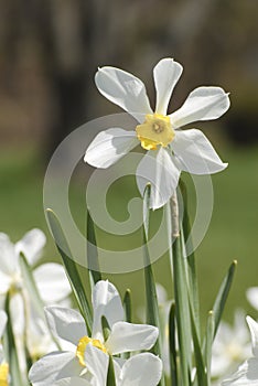 White daffodil flower. Rrising above the rest concept