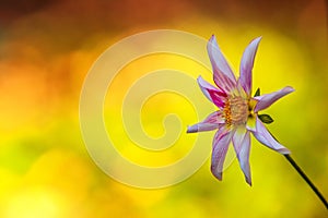 Singled out flower in front of a blurred yellow background