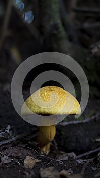 Singled out Tricholoma Equestre mushroom, in the lush laurisilva of Anaga, Tenerife, Canary Islands, Spain
