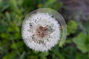 A singler fluffy dandelion on a blurred green background. Side view of large dandelion on the bon, close-up. A backing