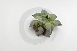 A singler succulent rosette on white background, close-up. Echeveria plant with thick funny leaves for publication