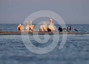Singles and groups of great white pelican