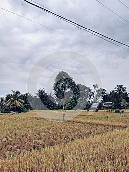 Single Tree in the Rice field