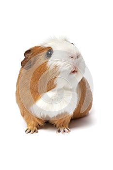 Singlke cute guinea Pig isolated on white background close up